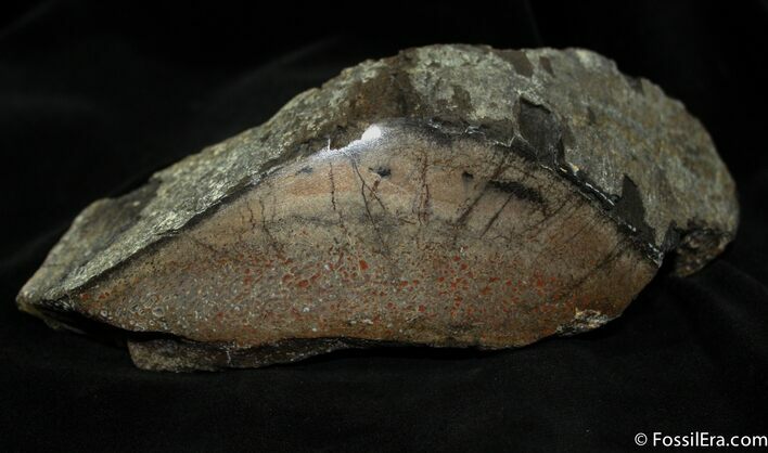 Large Chunk Of Polished Dinosaur Bone ( ounces) #1142